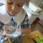 Sea Stars Montessori Clean Up Australia Day5