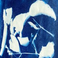 Sealions do Cyanotype art