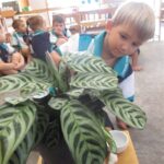 Dugongs learn about plants